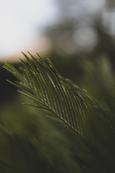 白天绿叶植物